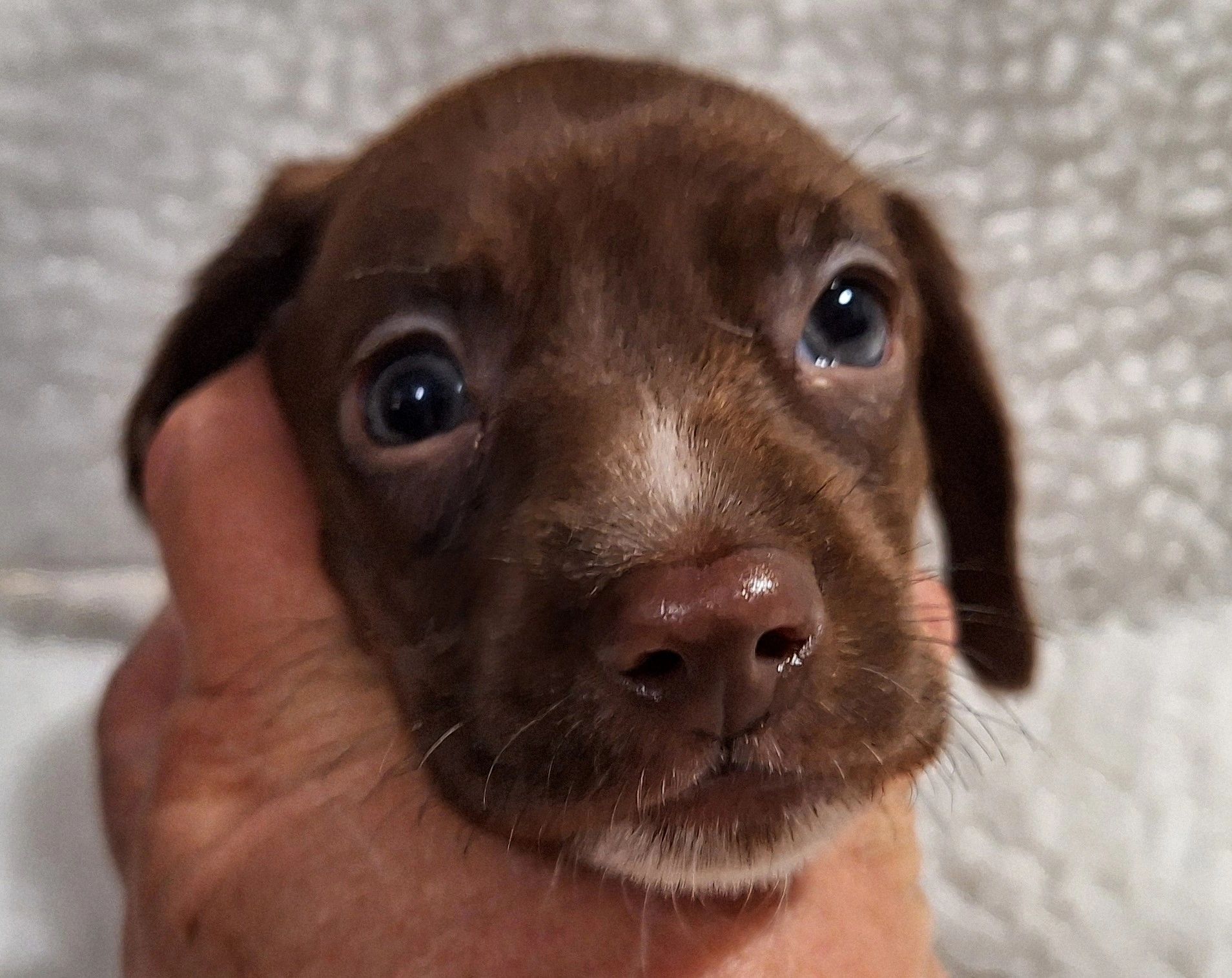 puppy-application